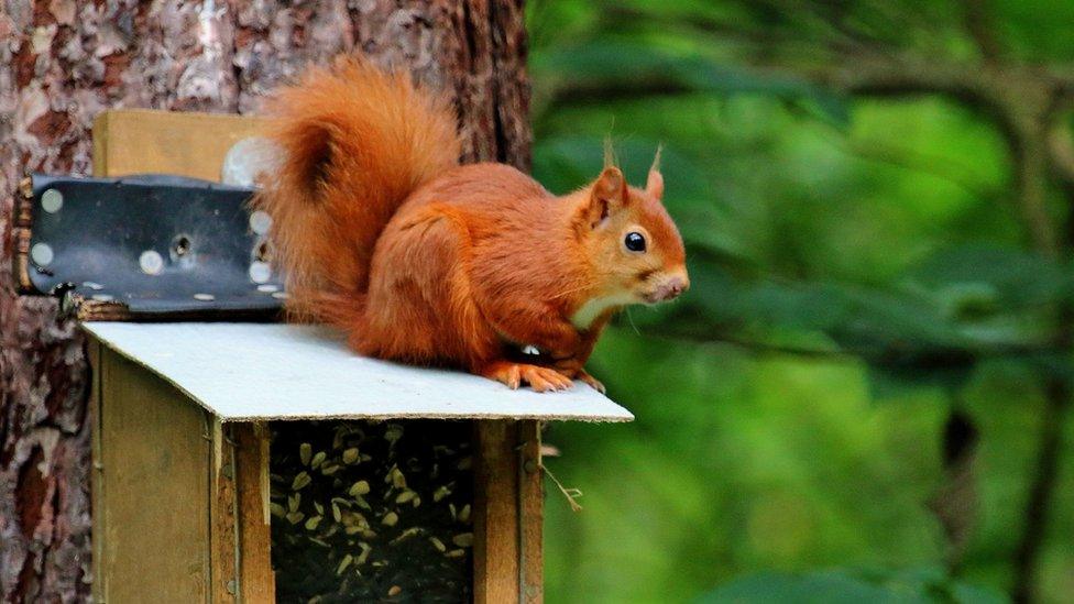 A red squirrel in a nesting box