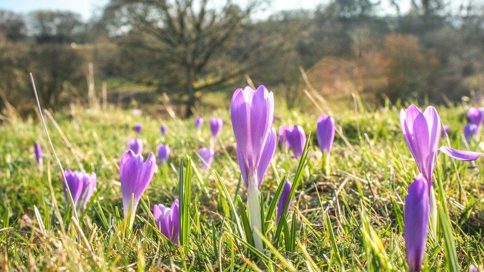 Crocus field wide