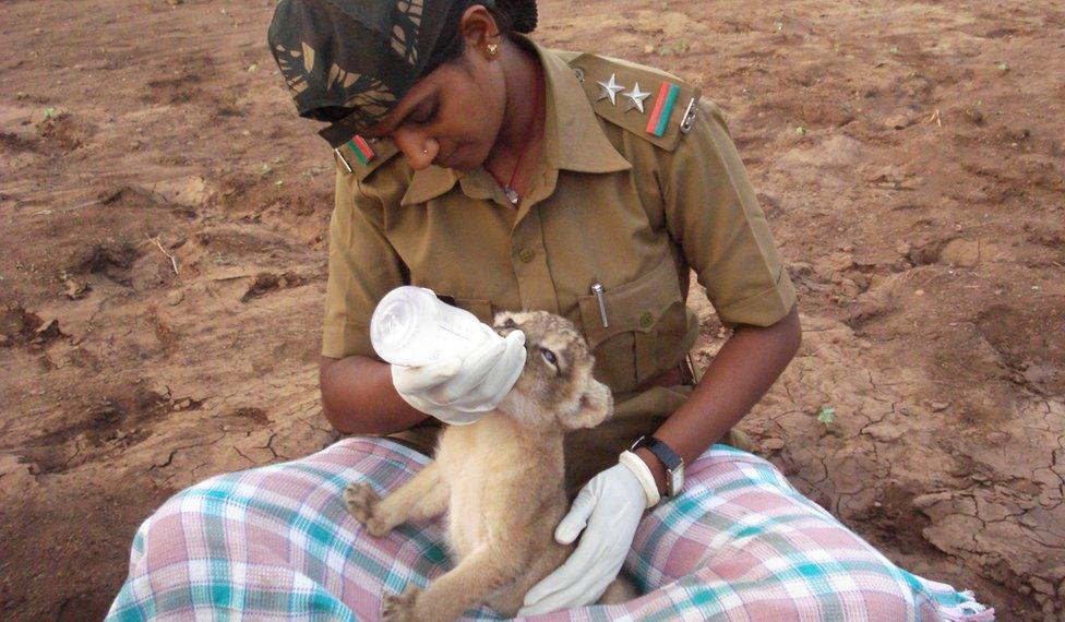 Rasila Vadher feeding a lion cub