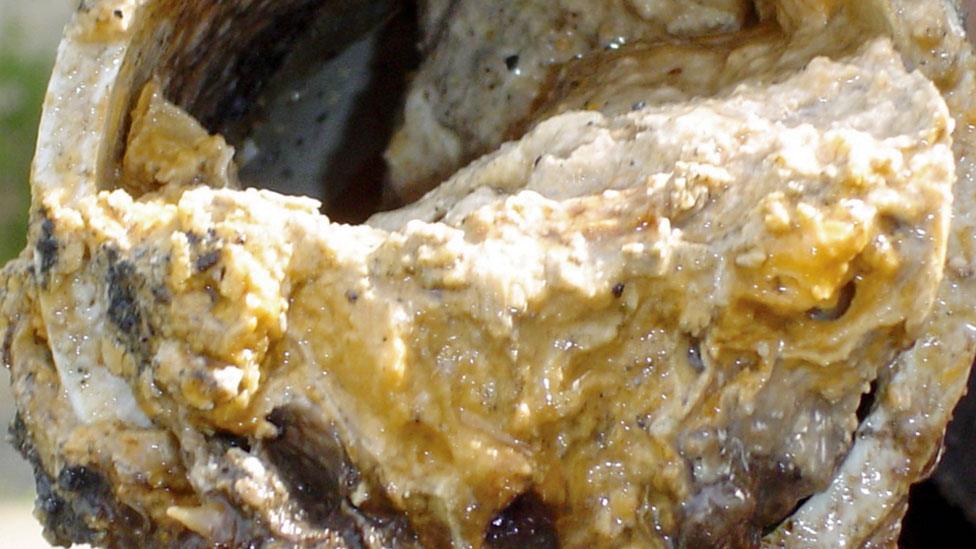 fatberg