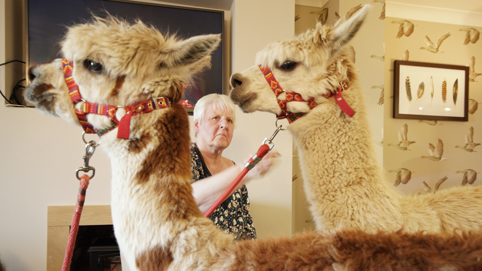 The Oaks Daniel Hart said it was lovely to see everyone's faces when the animals arrived