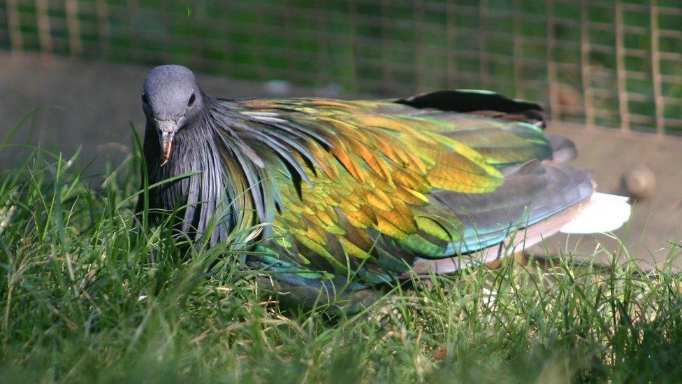 a Nicobar pigeon