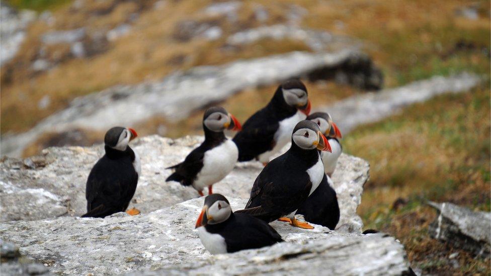 Puffins