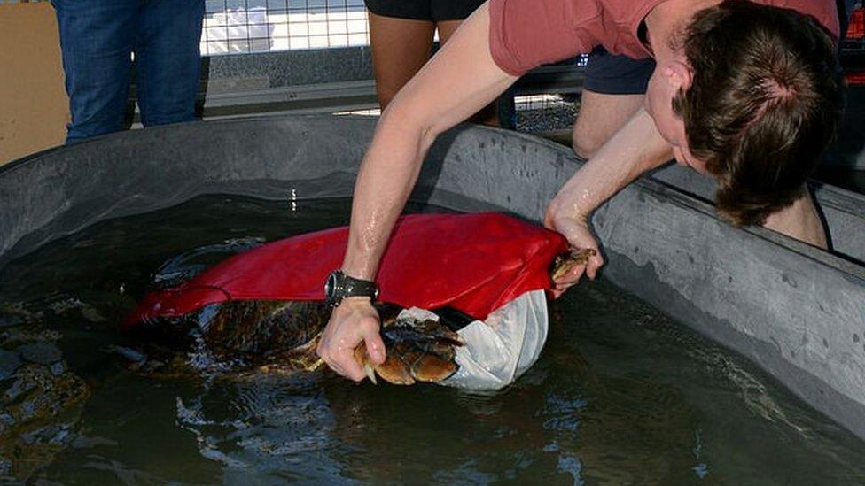 University of Queensland researcher with a turtle designer suit