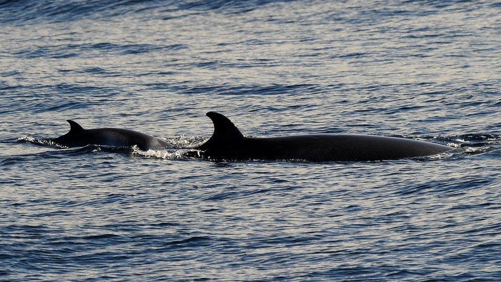 A minke whale and calf off the coast near Sydney in June 2010