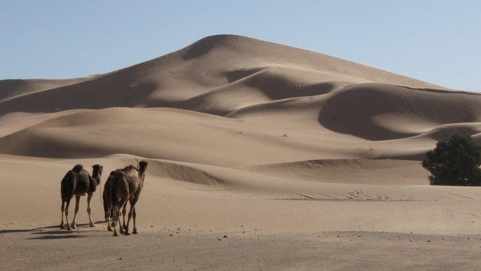 Camel Lala Lallia star dune of the Sahara Desert, in Erg Chebbi, Morocco