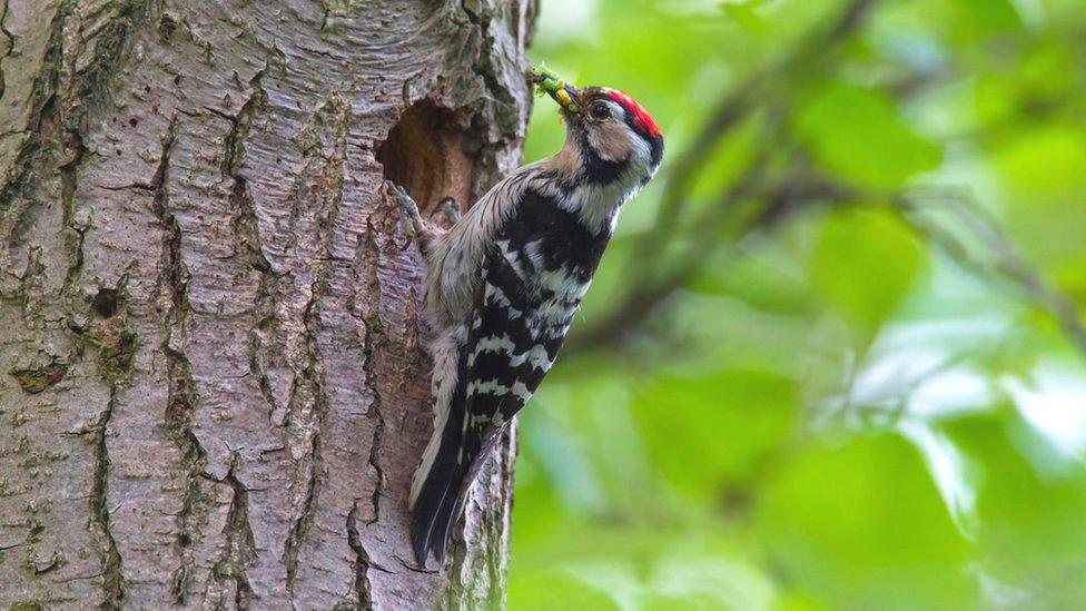 Lesser spotted woodpecker