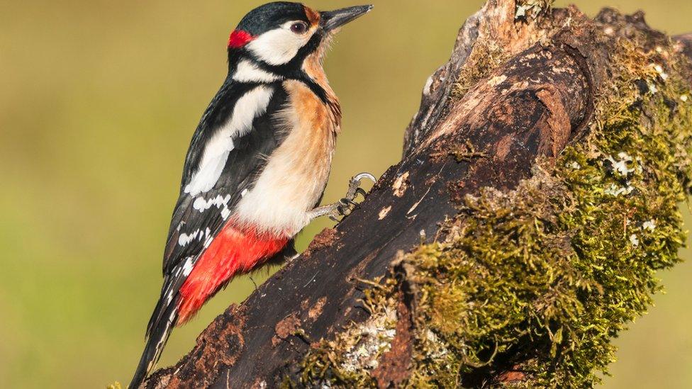 Great-spotted-woodpecker.