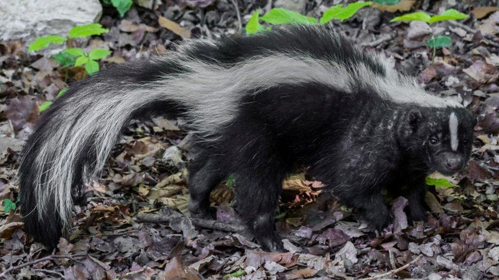 A striped skunk foraging in forest