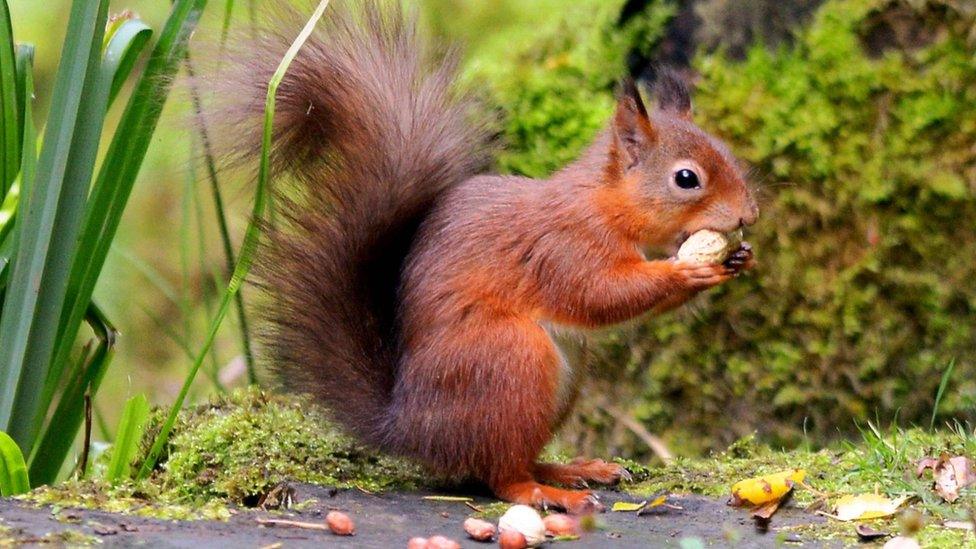 Squirrel at Wallington Hall