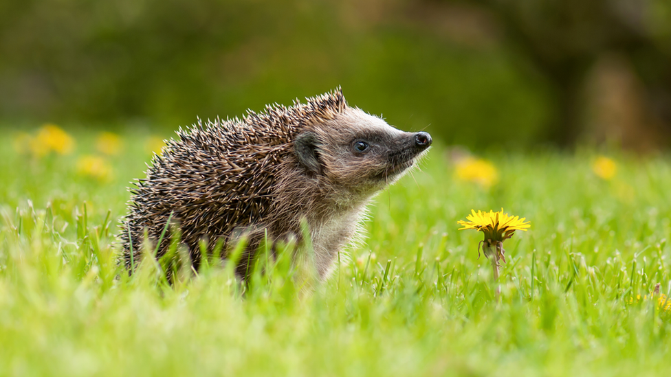 hedgehog