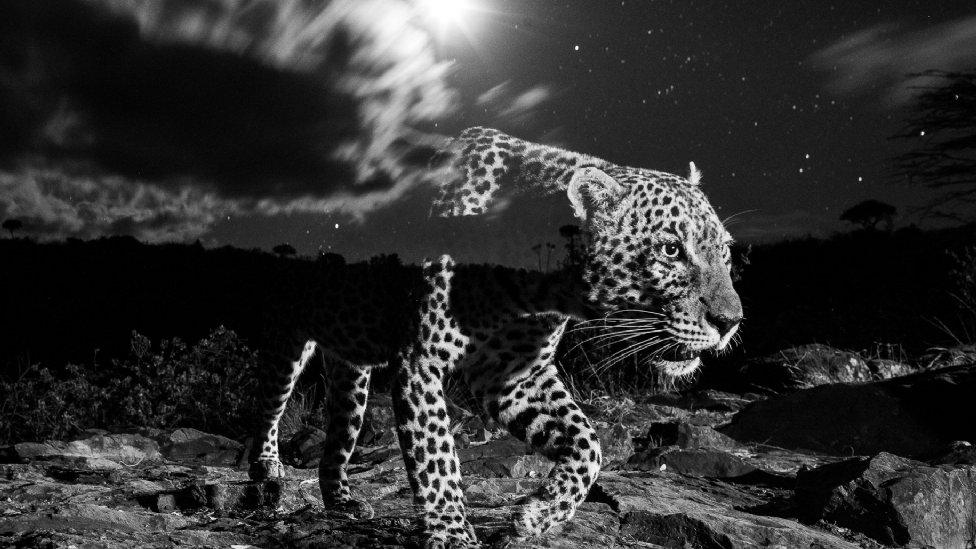 leopard