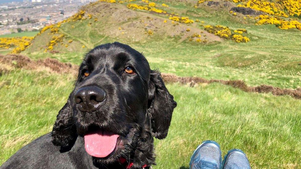 Archie on Arthur's Seat, Edinburgh