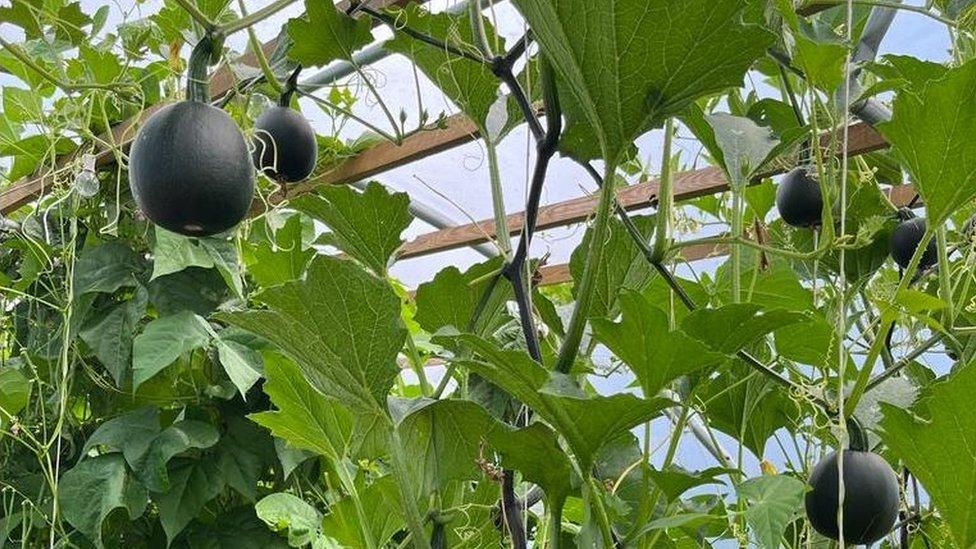 Gem squash veg growing