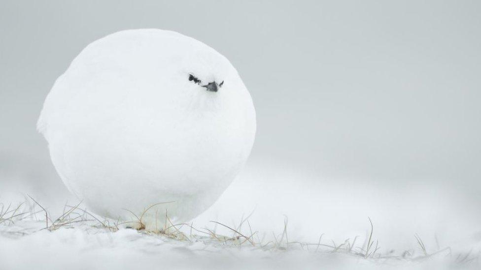 Puffed up white bird in snow