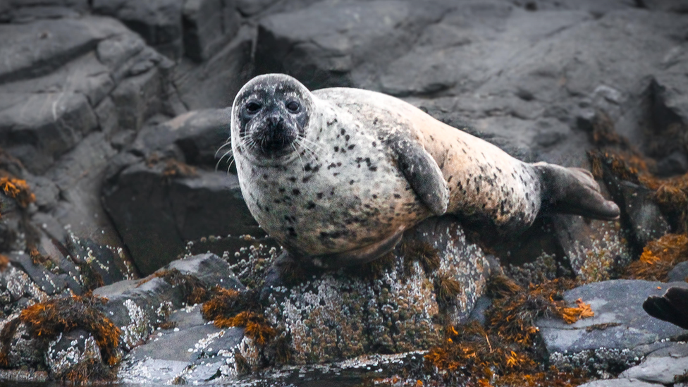 A seal looks into the camera