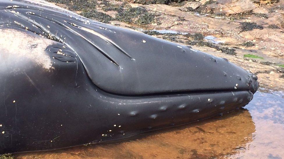 Humpback whale Pic: John Easton