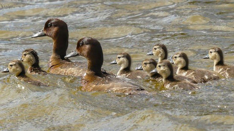 Madagascar-pochards.