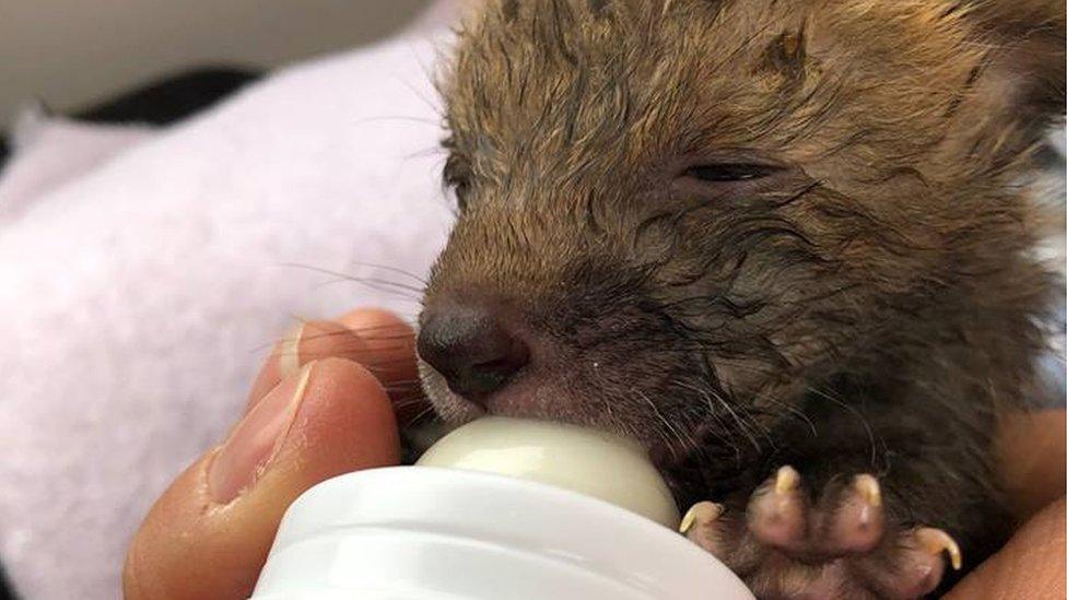 Ginger feeding up in the early days