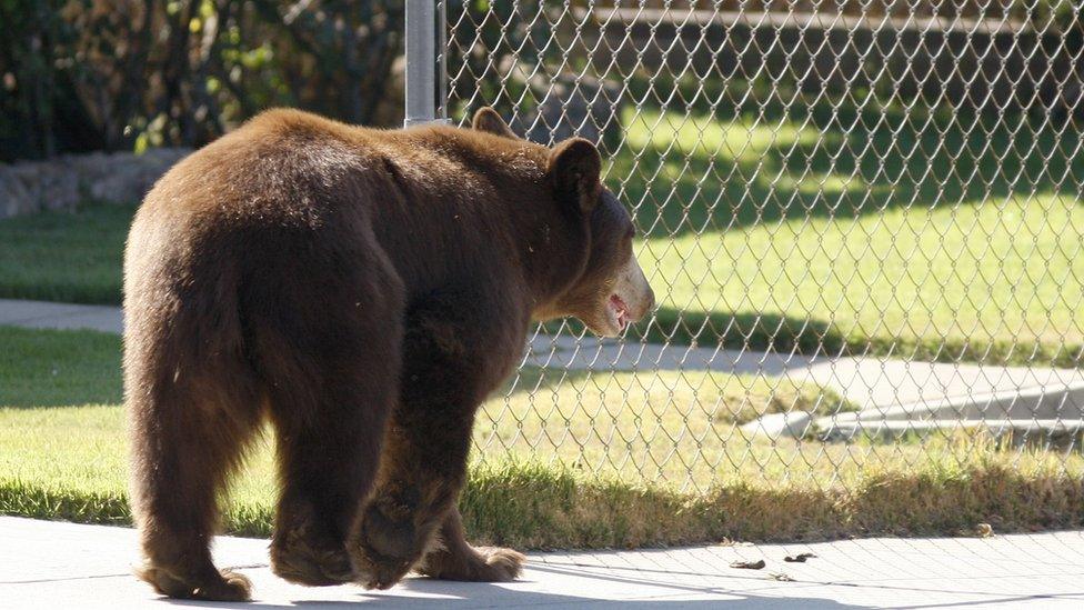 File image of a black bear in a town