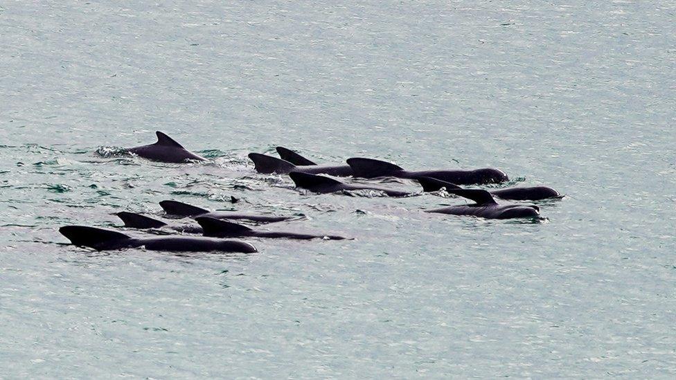 Whales off Orkney