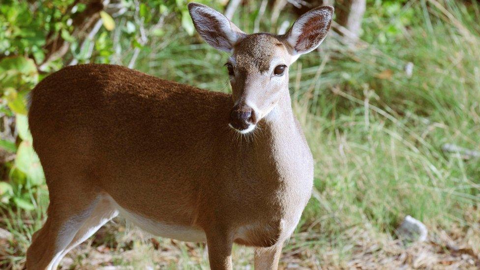 A Key Deer (Odocoileus virginianus clavium) is pictured in this undated handout photo obtained by Reuters, 11 September 2017