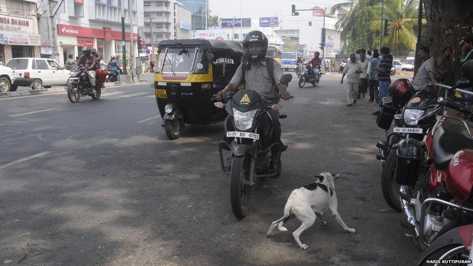 Dog in Kerala