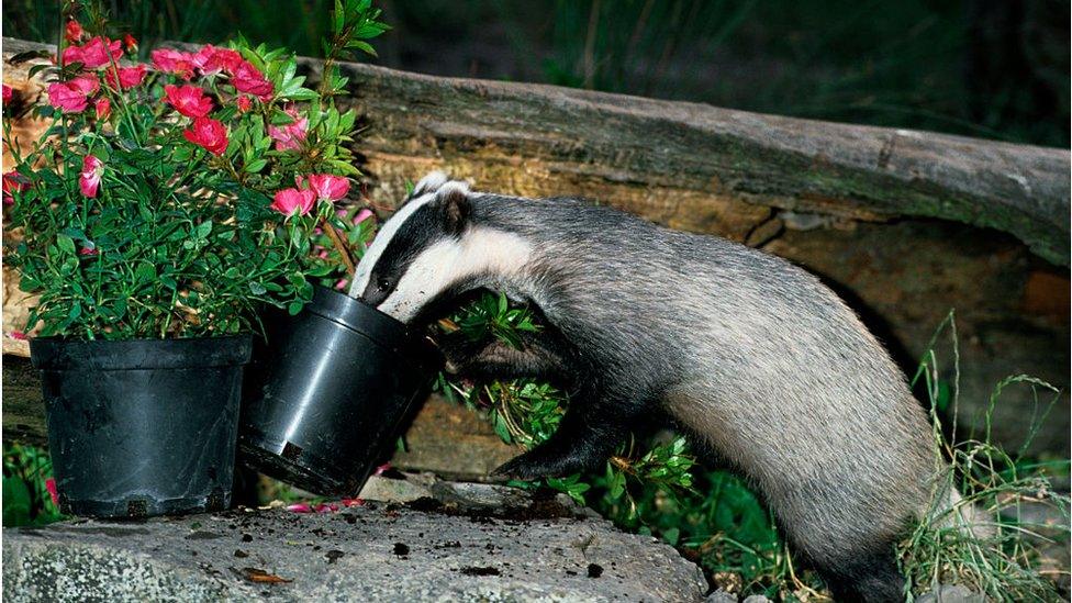 A badger