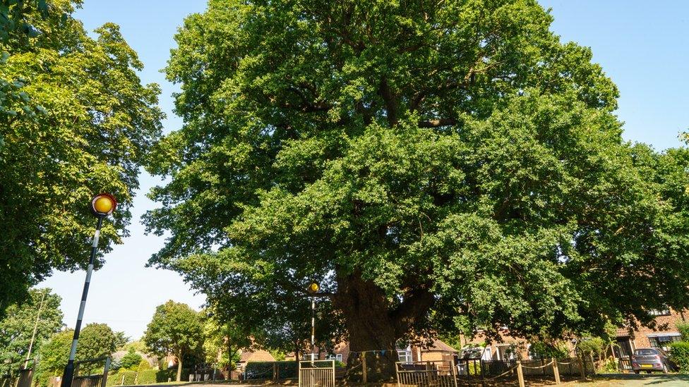 Grantham Oak, Grantham, Lincolnshire