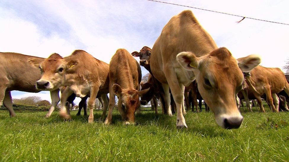 Cows on Woodlands Farm in Jersey