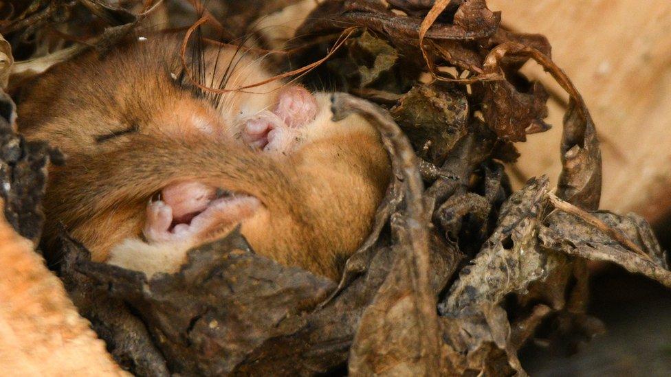 hazel dormouse asleep in a nest