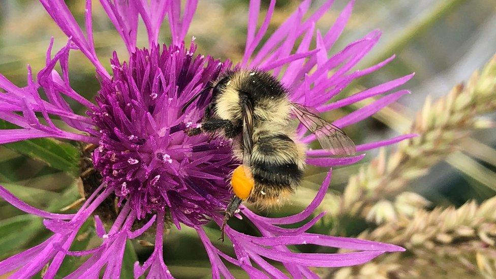 Shrill carder bee