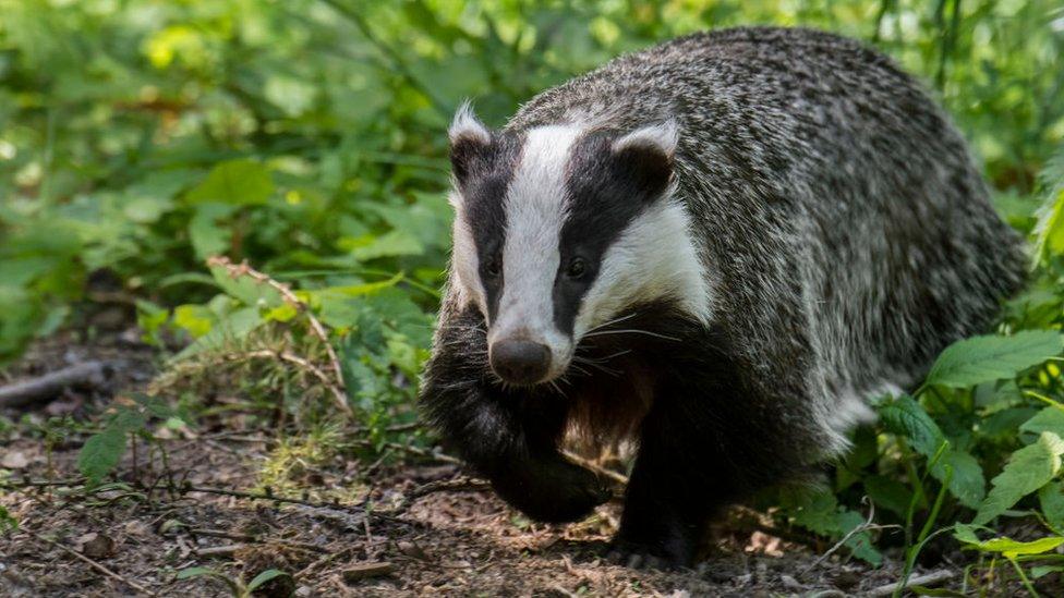 Badger