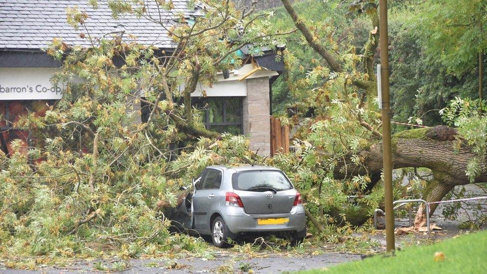 Tree on car in Cambusbarron