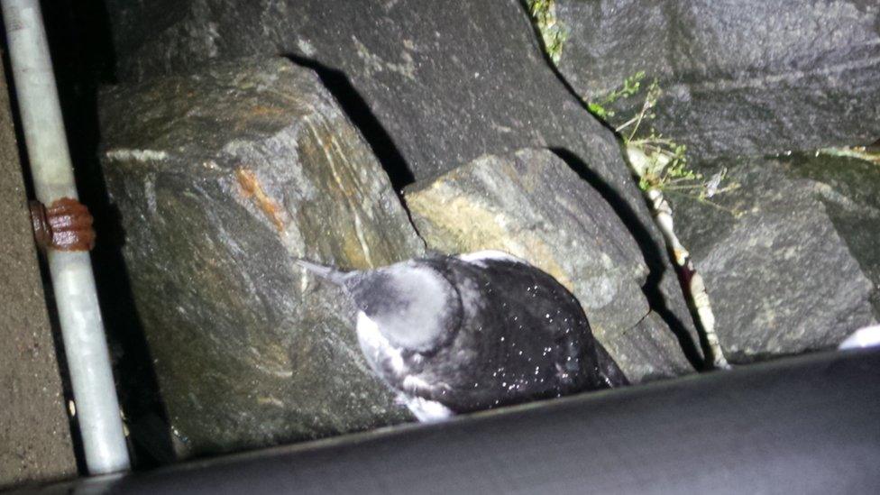 Grounded Manx shearwater