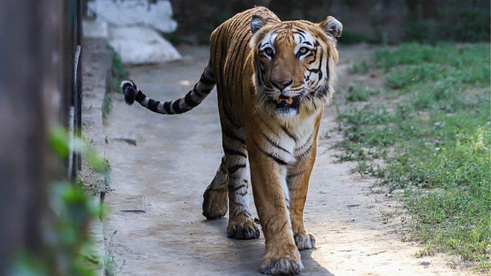 A Royal Bengal Tiger inside the National Zoological Park in New Delhi on March 1, 2023.