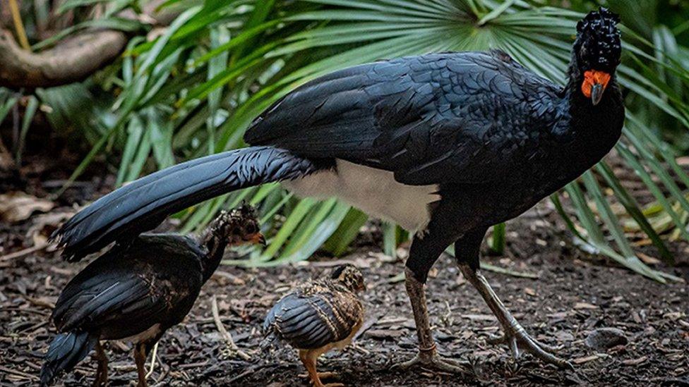 Red-billed curassow chicks