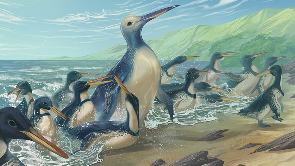 An artist's depiction of the giant penguin