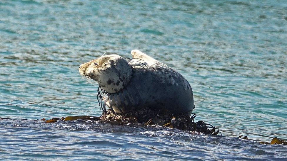 Entangled seal