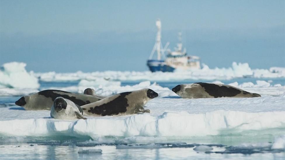 Seals on ice, with MS Havsel in the background