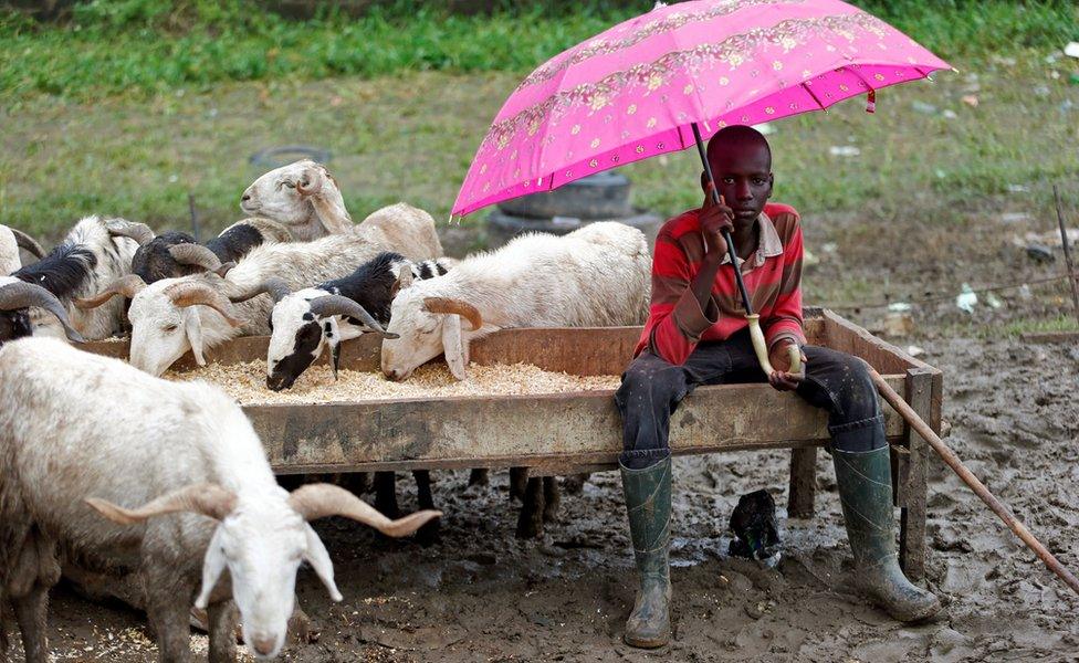 A livestock trader waits for customers at market in Lagos, Nigeria - Sunday 11 September 2016
