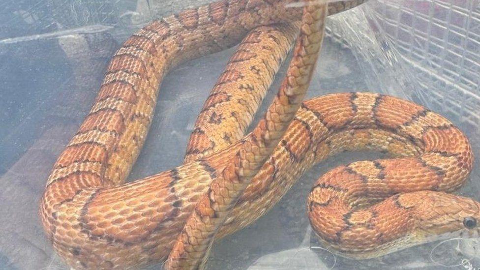 A cornsnake, orange in colour, in a cage