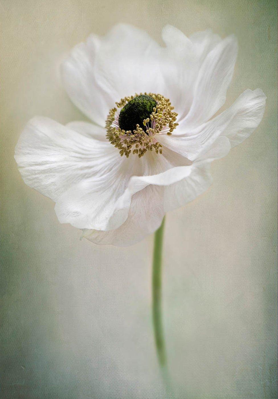 A white poppy