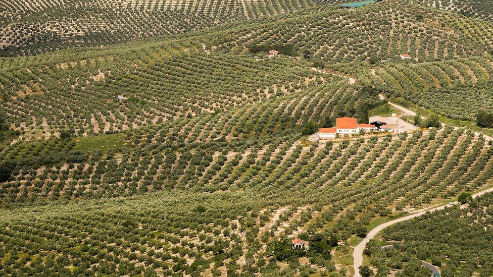 Olive orchard in the south of Spain