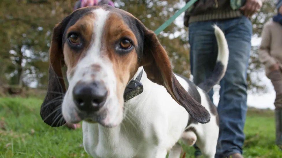 A beagle being walked in the park.