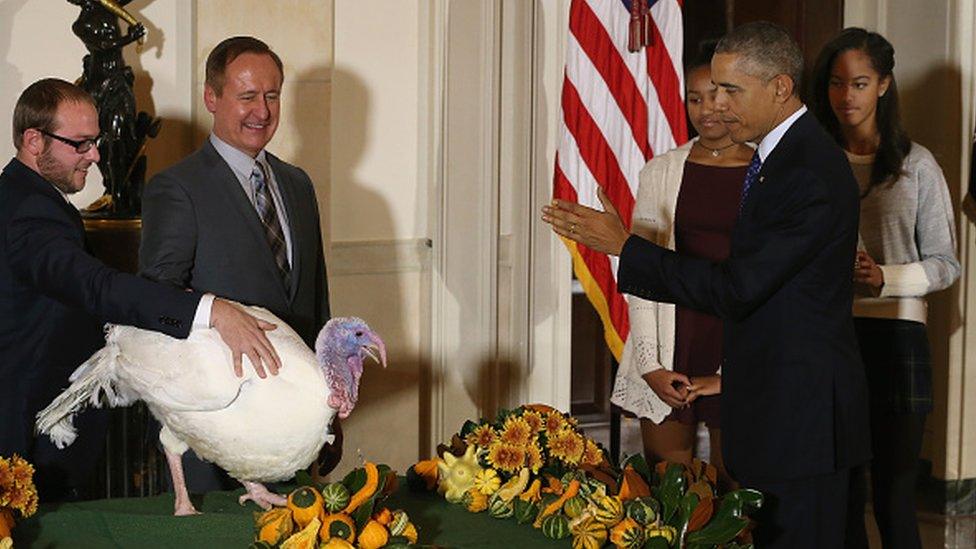 American President Barak Obama Pardoning a Turkey