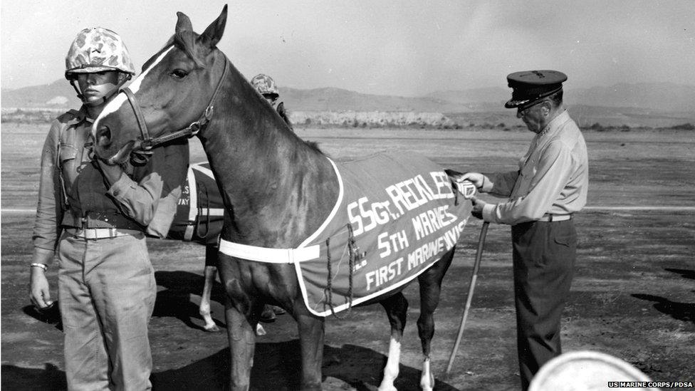 War horse Sergeant Reckless has finally been honoured for her bravery - BBC News