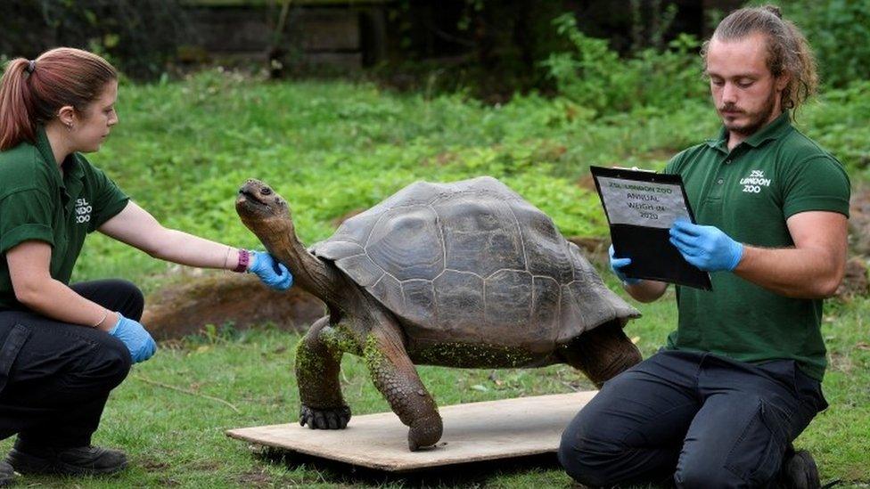 Zoo keepers Joe Capon (R) and Charli Ellis encourage a Galapagos giant tortoise to stand on weighing scales at ZSL London Zoo 2020 weigh-in