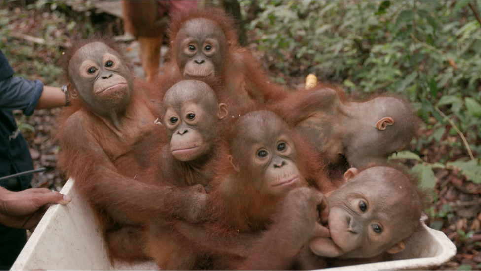 Baby orangutans in a wheelbarrow