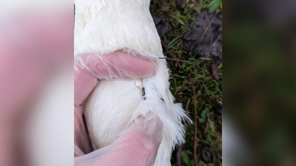 Fishing hook stuck in swan's neck